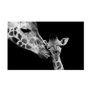 Tablou canvas 4Decor, Giraffe love, 60x90cm, DE0394