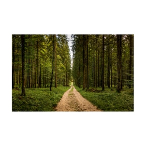 Tablou canvas 4Decor, Forest road, 95x150cm, DE0235