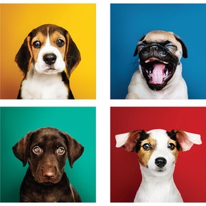Set Tablou Canvas - Puppies - 100x100 cm