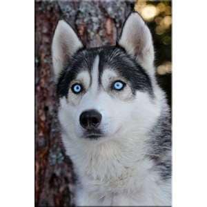 Tablou DualView Startonight Husky, luminos in intuneric, 60 x 90 cm
