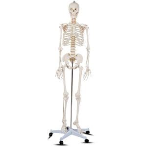 Model schelet anatomic uman, suport metalic cu role, 206 oase