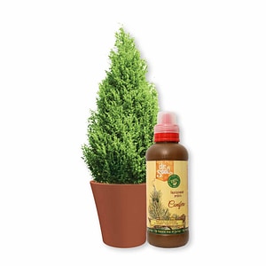 Substrat pentru ingrijirea coniferelor cu ingrasamant organic pentru conifere si ghiveci din teracota cu diametrul de 36cm