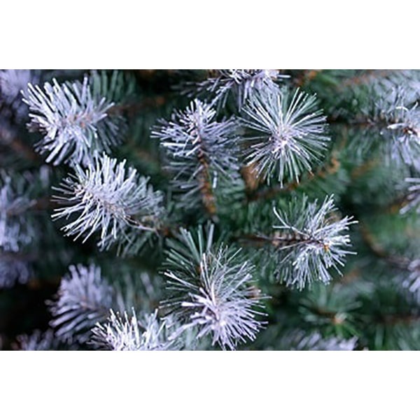 Brad artificial cu varfuri ninse BRAZIDELUX Carolina, 120 cm, verde-alb